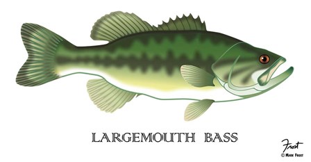 Largemouth Bass by Mark Frost art print