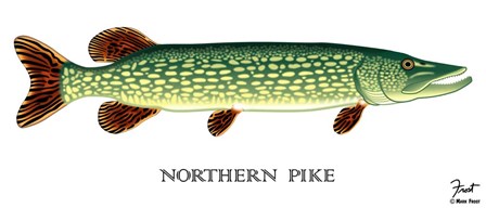 Northern Pike by Mark Frost art print