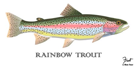 Rainbow Trout by Mark Frost art print