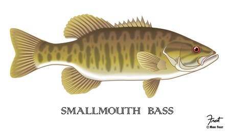Smallmouth Bass by Mark Frost art print
