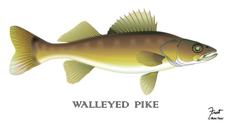 Walleyed Pike by Mark Frost art print