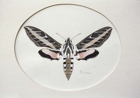 Sphinx by Rusty Frentner art print