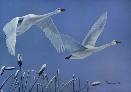Swans by Rusty Frentner art print