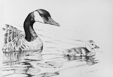Canada Goose And Baby by Rusty Frentner art print