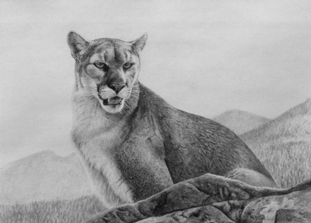 Cougar Study by Rusty Frentner art print