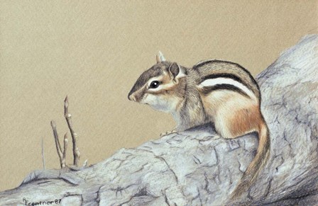 Chipmunk by Rusty Frentner art print