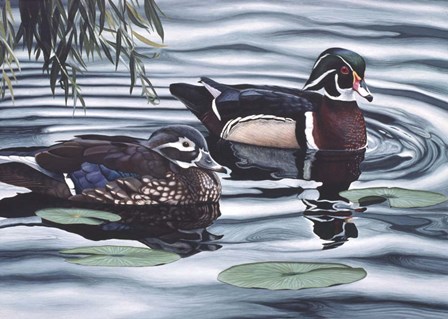 Pair of Ducks by Rusty Frentner art print