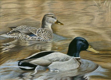 Mallard Study by Rusty Frentner art print
