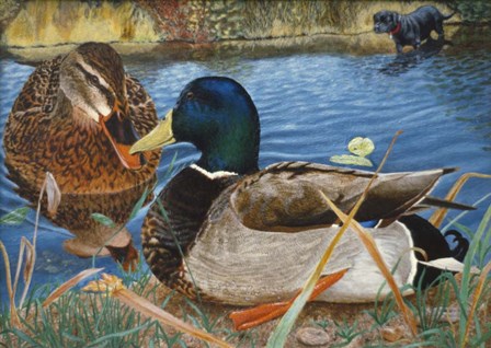Mallards by Rusty Frentner art print