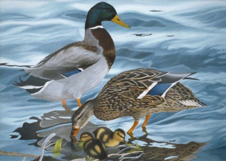 Mallard Family by Rusty Frentner art print