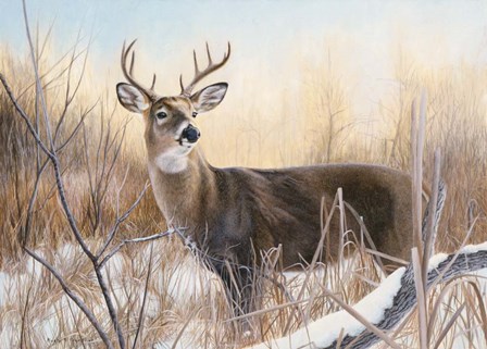 Big Buck by Rusty Frentner art print
