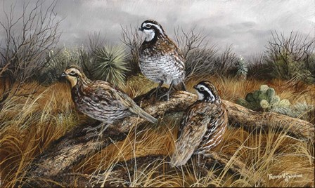 Bobwhite Trio 2 by Trevor V. Swanson art print