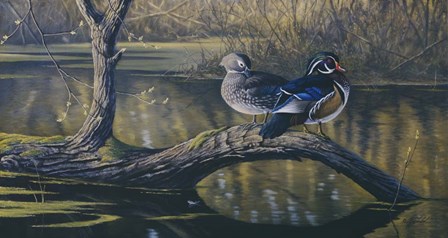 Spring Pair - Wood Ducks by Wilhelm J. Goebel art print