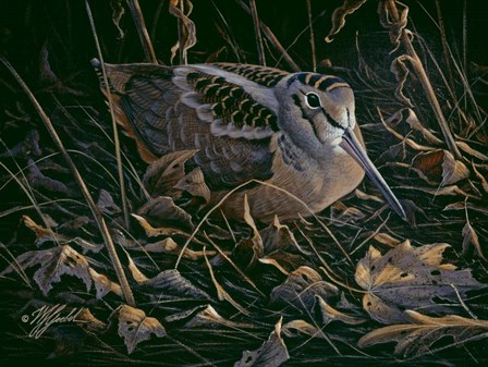 Timberdoodle by Wilhelm J. Goebel art print