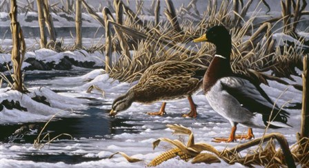 Spring Thaw - Mallards by Wilhelm J. Goebel art print