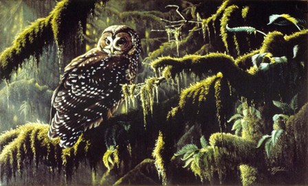 Spirit Of Ancient Forests - Spotted Owl by Wilhelm J. Goebel art print