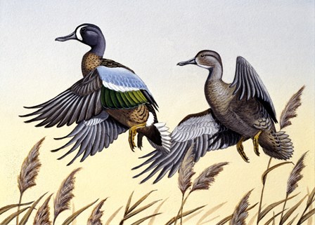 1981 Blue-Winged Teal by Wilhelm J. Goebel art print