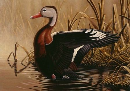 1988 Black Bellied Whistling Duck by Wilhelm J. Goebel art print
