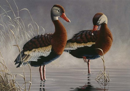 1989 Black Bellied Whistling Duck by Wilhelm J. Goebel art print