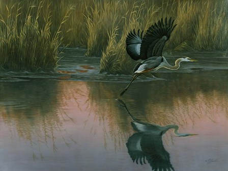Evening Flight - Great Blue Heron by Wilhelm J. Goebel art print
