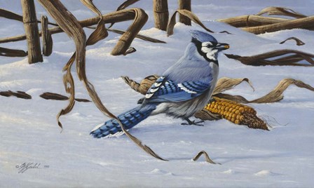 Bluejay by Wilhelm J. Goebel art print