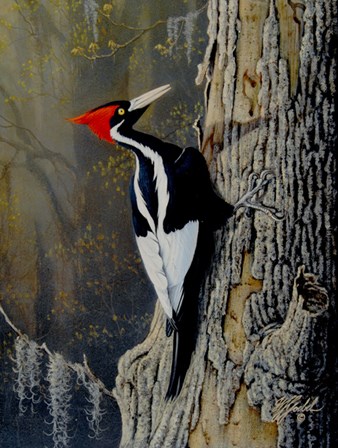 Ivory Bill by Wilhelm J. Goebel art print
