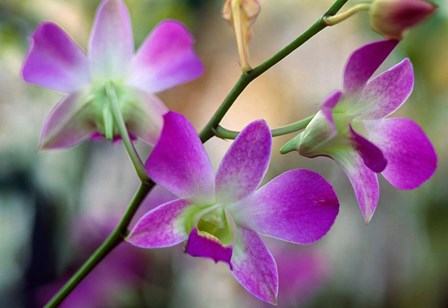 Cattleya Orchid Flower Blossoms by Panoramic Images art print