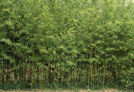 Bamboo Trees in a Forest, Fukuoka, Kyushu, Japan by Panoramic Images art print