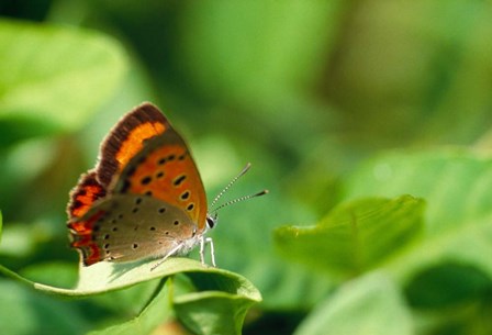 Butterfly on a Leaf by Panoramic Images art print