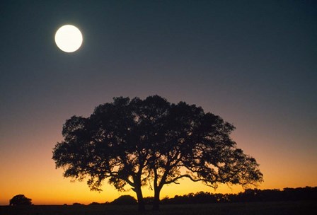 Full Moon Over Silhouetted Tree by Panoramic Images art print