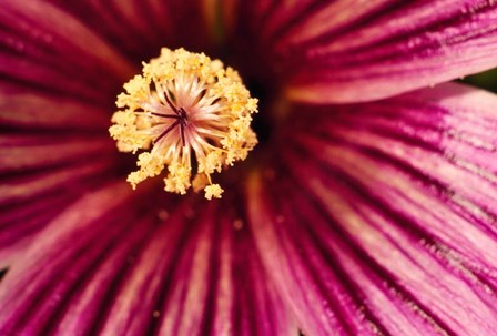 Tree Mallow Pistil-Stamen by Panoramic Images art print