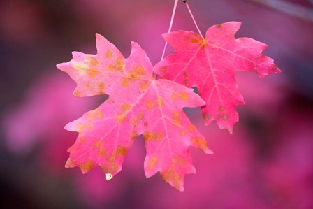 Autumn Color Maple Tree Leaves by Panoramic Images art print