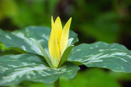 Yellow Trillium Flower, Tennessee by Panoramic Images art print