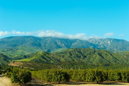 Orange Tree Grove, Santa Paula, Ventura County, California by Panoramic Images art print