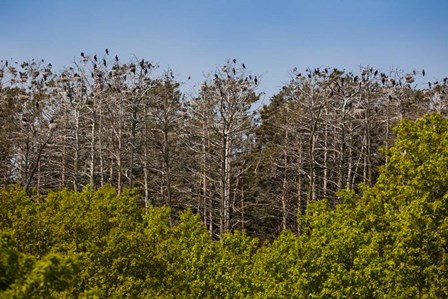 Flock of Cormorant Birds, Lithuania by Panoramic Images art print