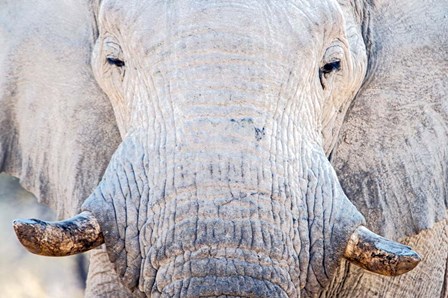 African Elephant, Etosha National Park, Namibia by Panoramic Images art print