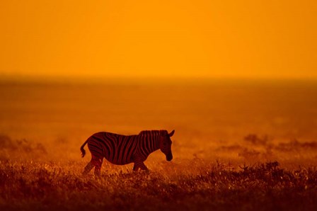 Zebra in a Field, Etosha National Park, Namibia by Panoramic Images art print