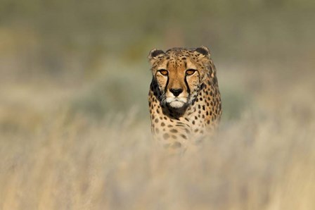 Cheetah, Etosha National Park, Namibia by Panoramic Images art print