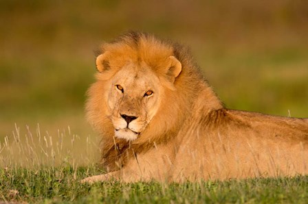 African Lion, Ndutu, Ngorongoro Conservation Area, Tanzania by Panoramic Images art print
