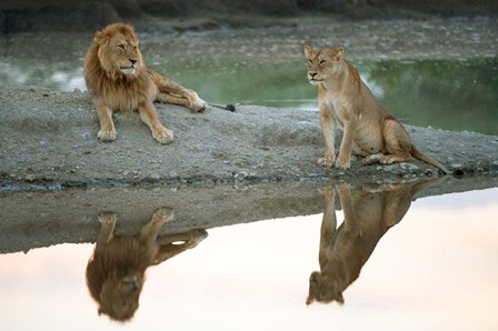African Lion and Lioness, Ngorongoro Conservation Area, Tanzania by Panoramic Images art print