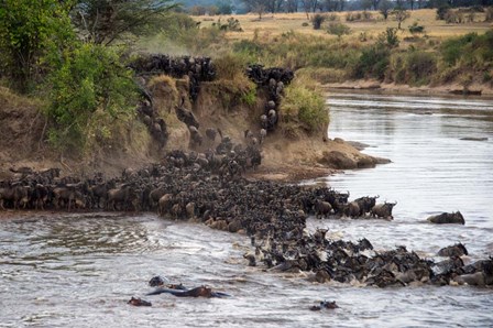 Wildebeests crossing Mara River, Serengeti National Park, Tanzania by Panoramic Images art print