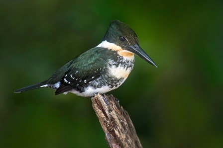 Green Kingfisher, Tortuguero, Costa Rica by Panoramic Images art print
