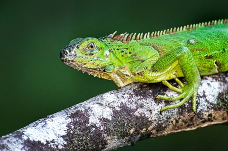 Green Iguana, Tarcoles River, Costa Rica by Panoramic Images art print