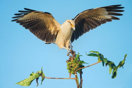 Yellow-Headed Caracara, Pacific Coast, Costa Rica by Panoramic Images art print