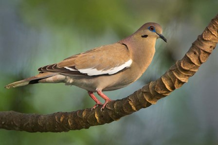 White-Winged Dove, Tarcoles River, Costa Rica by Panoramic Images art print