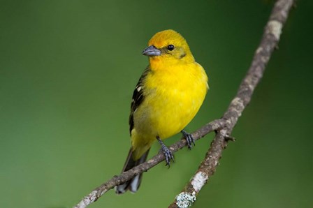 Flame-Colored Tanager, Costa Rica by Panoramic Images art print