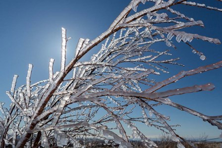 Ice Crystals on tree branches, Iceland by Panoramic Images art print