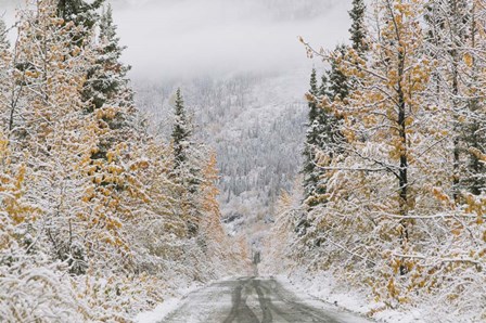 Empty Forest Road, McCarthy, Alaska by Panoramic Images art print