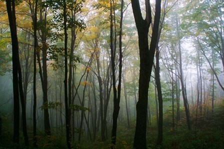 Misty Forest In Autumn by Panoramic Images art print
