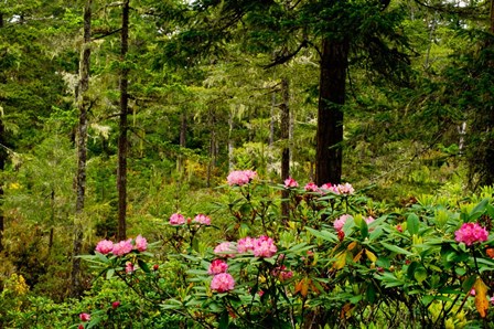 Pacific Rhododendron Flowers by Panoramic Images art print